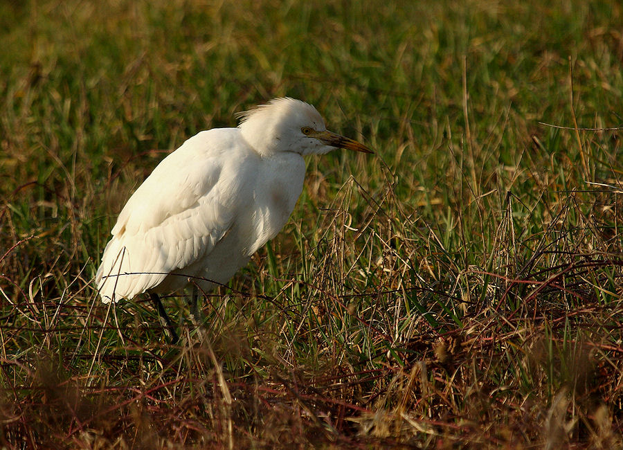 Airone bianco